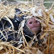Pedigree Berkshires Higher Chylasson farm Berkshire piglets in straw