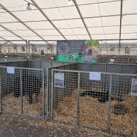 three counties show Higher Chylasson pigs at three counies show
