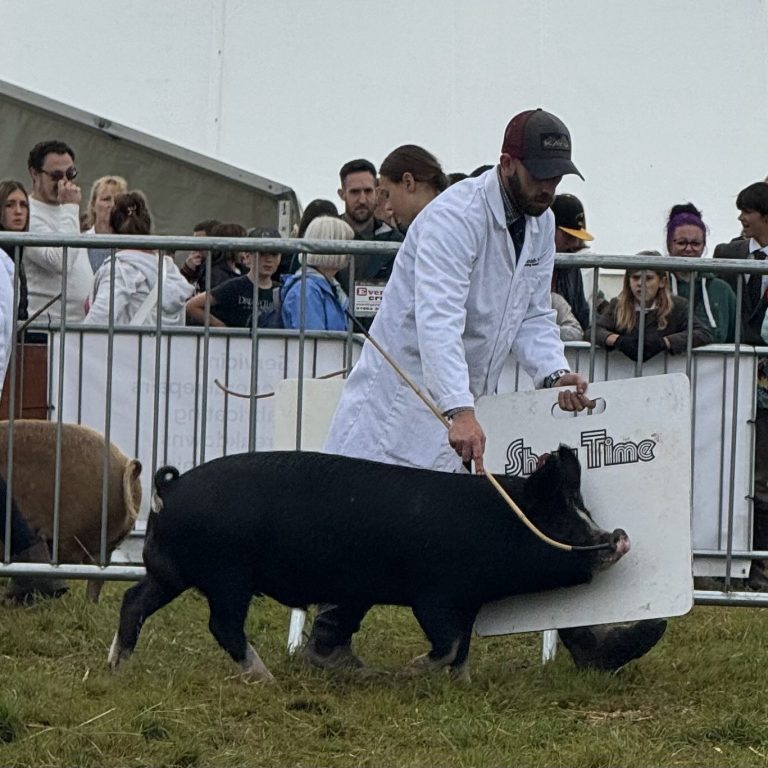 Daniel showing a berkshire boar at a show