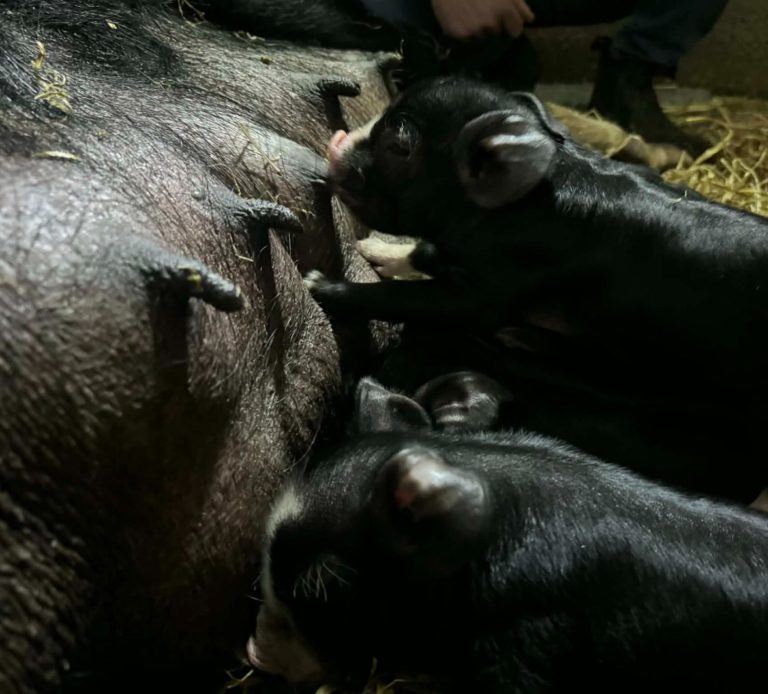 Berkshire Piglets feeding on sow