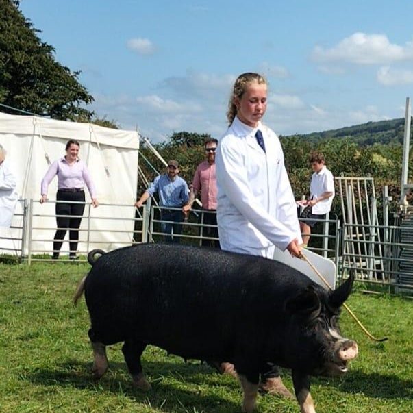Grace showing a Berkshire sow at our first Okehampton show 2021