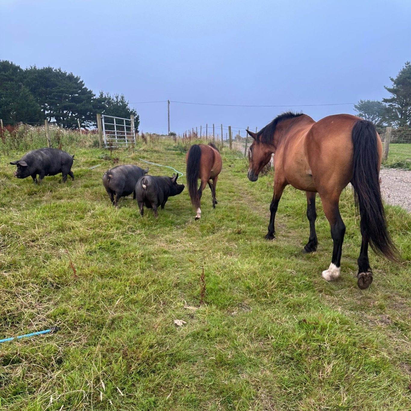 horses Bernita & Toddy with 3 Berkshire sows 