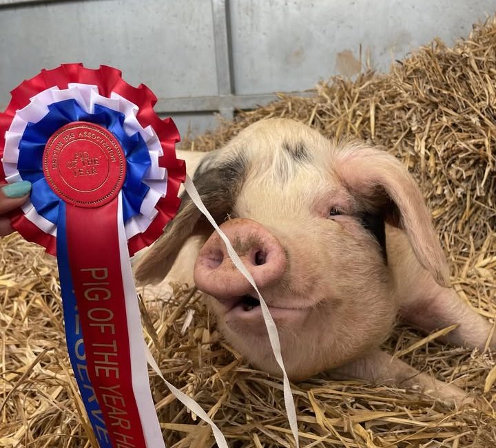 Gloustershire old spot with pig of the year qualifier rosette