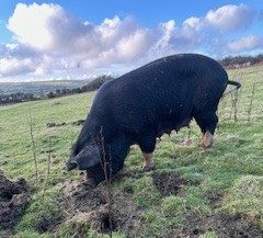 Berkshire sow in grass paddock