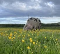 Glousetershire old spot sow in grass paddock